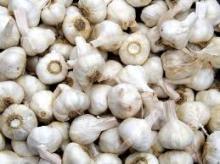 Fresh Ginger ,Fresh Onions and Fresh Garlic for Sale