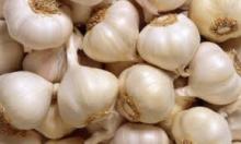 fresh new crop Chinese pure white garlic