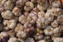 Onion, Ginger, Potato, Garlic for Sale