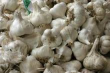 Hot Sale Fresh Garlic