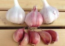 Garlic,White Garlic,Fresh Garlic