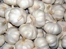 Fresh Normal White Garlic