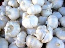 Natural white garlic fresh garlic onion garlic fruits vegetable for sale