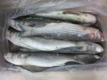  whole sale Fresh  Whole   round   Frozen   Mullet  fish
