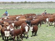 wet salted cow hides , donkey hides ,animal skin