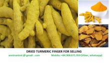 Dried turmeric finger
