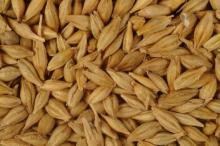  Feed   Barley 