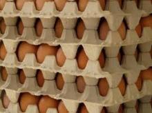 Broiler  Hatch ing  Egg s: Cobb 500 and Ross 308