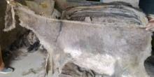 Wet/Dry Salted/Unsalted Donkey hides