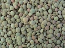 Chinese Green Lentils for sell