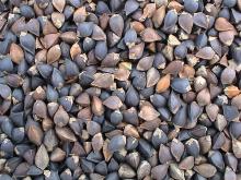 Chines Buckwheat Yulin Origin