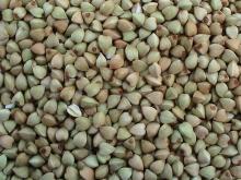 Chines Buckwheat Kernels