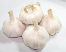 Fresh Red Garlic 5.0CM, Normal White Garlic 10Kg Carton, Super White Garlic For Export