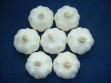 Fresh garlic - Spicy - Best price