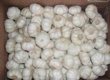 China Fresh Garlic pack in carton/mesh bag