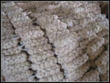 Garlic pack in carton/mesh bag of 2016 Crop