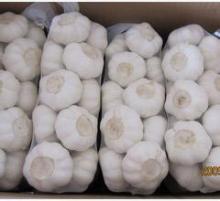 Jinxiang Fresh Garlic pack in 1kg/sack