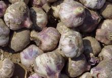 2016 Crop Fresh Garlic