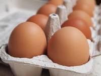 Fertile Parrots Egg for Sale