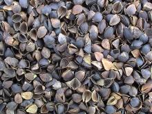 Chines  Buckwheat   Hulls /Husks