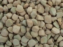 Chinese Feed Peas New Crop