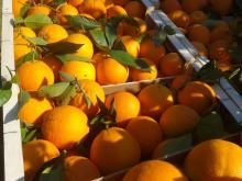 South Africa  Navel   Orange  exporter