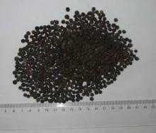 VIETNAM BLACK AND WHITE PEPPER EXPORTING TO IRAN, UAE MARKET