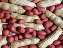 factory directly  sale   bulk  raw  peanuts 