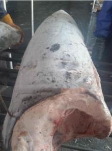 FROZEN  SWORD   FISH 