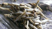  DRY   ANCHOVY 