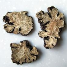 100% natural  Ligusticum  Chuanxiong