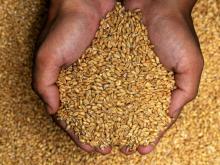 WHEAT