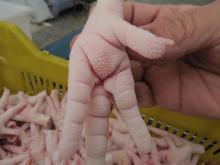 Halal  Frozen   Chicken   Feet   Grade  A