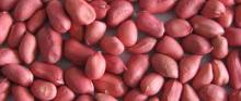 Peanut Kernel