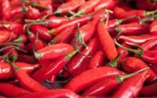 Fresh Red Chili pepper
