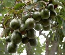 Fresh Avocado