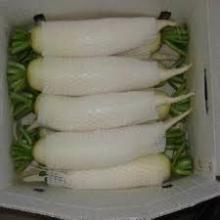  Fresh   White  Radish