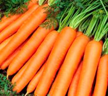 Carrot