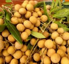  Longan   Fruit 
