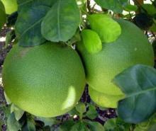 Pomelo 