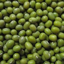  High   Quality   Green   Mung   Bean s Foul Medames..