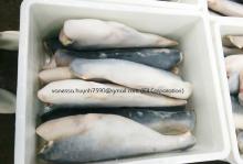 FROZEN  PANGASIUS  HGT &  STEAK 