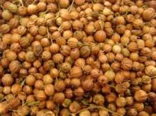 Coriander seeds and powder