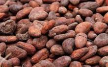 arabica and roboster cocoa beans