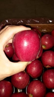 Royal Gala Apple exporters from South Africa