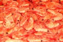 COLD WATER SHRIMP