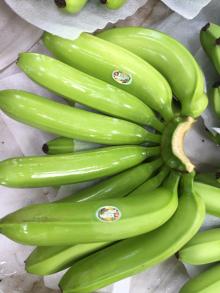 Cavendish banana
