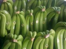 Fresh Green Bananas