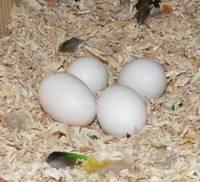 Fresh Parrot Eggs