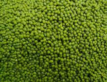 Size 2.5mm-5.0mm Green Mung Bean 2016 year